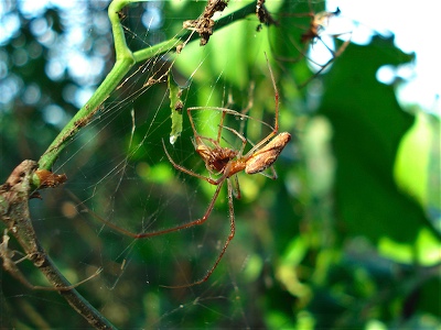 Tetragnathid eating a Tetragnathid in a small tangle web