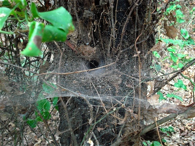 Funnel web at Lake Tawakoni State Park