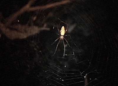 Tetragnathid in orb web