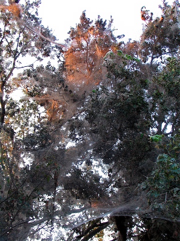 Web canopy on fire at dawn