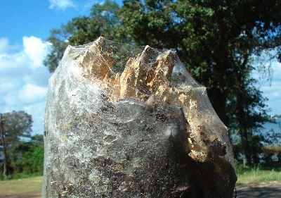 A stump engulfed in web at Wind Point Park, TX