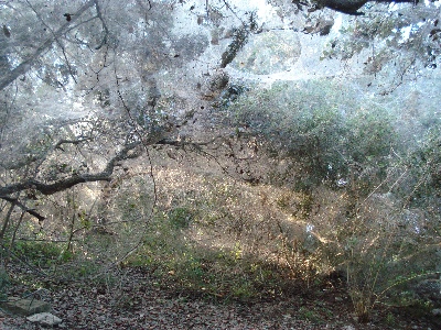 Small spider room on Starnes Island