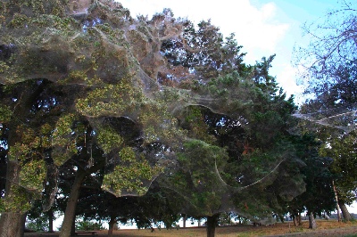 Web at Wind Point Park, by Shelly Little