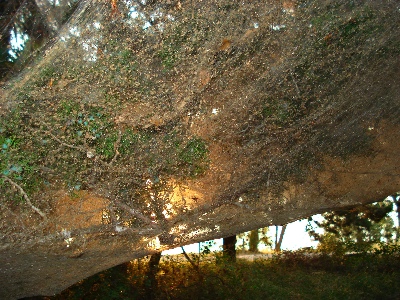 Web at Arkansas Bend Park, at Sunrise