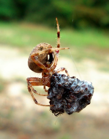 Orbweaver Neoscona crucifera with midgeball