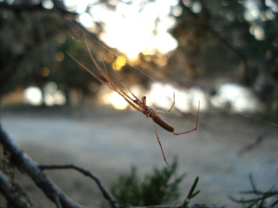 One of the remaining males, at Sunset