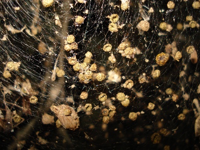 Close-up of pellets of organic matter