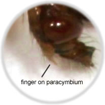 Finger on paracymbium of male palp