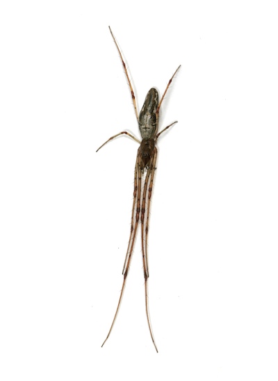 Female Guatemalan Long-jawed spider