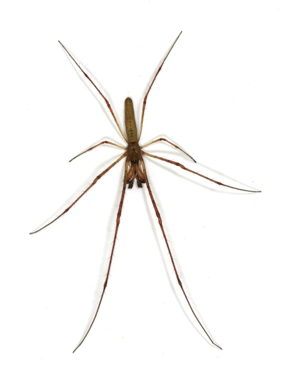 Male Guatemalan Long-jawed spider