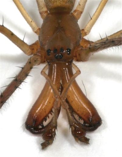 Male Guatemalan Long-jawed spider