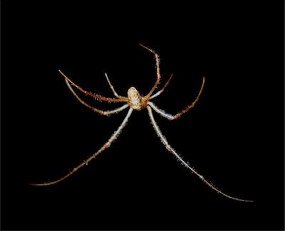 Long-jawed spider releasing silk into the breeze