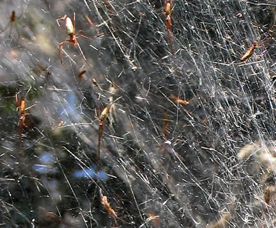 Bungee jumping spiders may be creating tangle webs