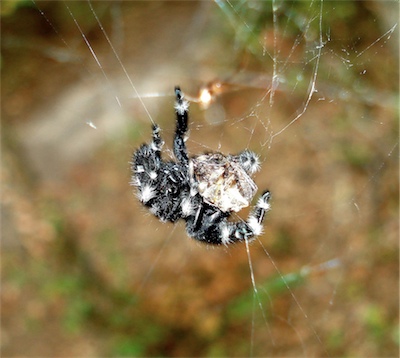 Bold jumper with orbweaver in orb web