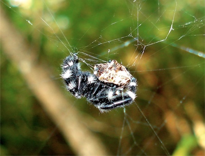 Bold jumper with orbweaver in orb web