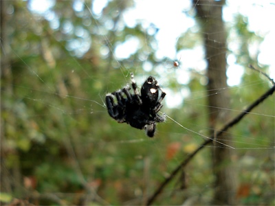 Bold Jumper at center of orb web