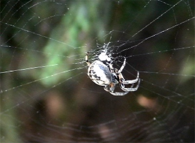 Female Furrow Spider in her orb web - still frame 2
