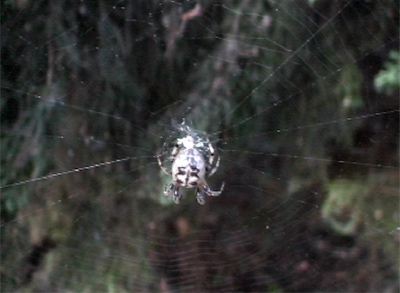 Female Furrow Spider in her orb web - still frame 1