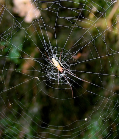 Guatemalan Long-jaw in a Furrow Spider web