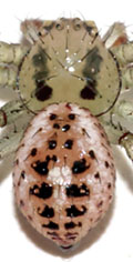 Mecaphesa celer, male