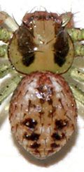 Mecaphesa dubia, male