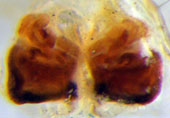 Mecaphesa epigynum (dorsal)