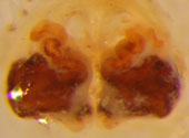 Mecaphesa epigynum (dorsal)