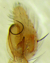 Mecaphesa palp