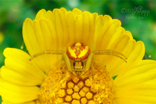 Mecaphesa celer female on flower